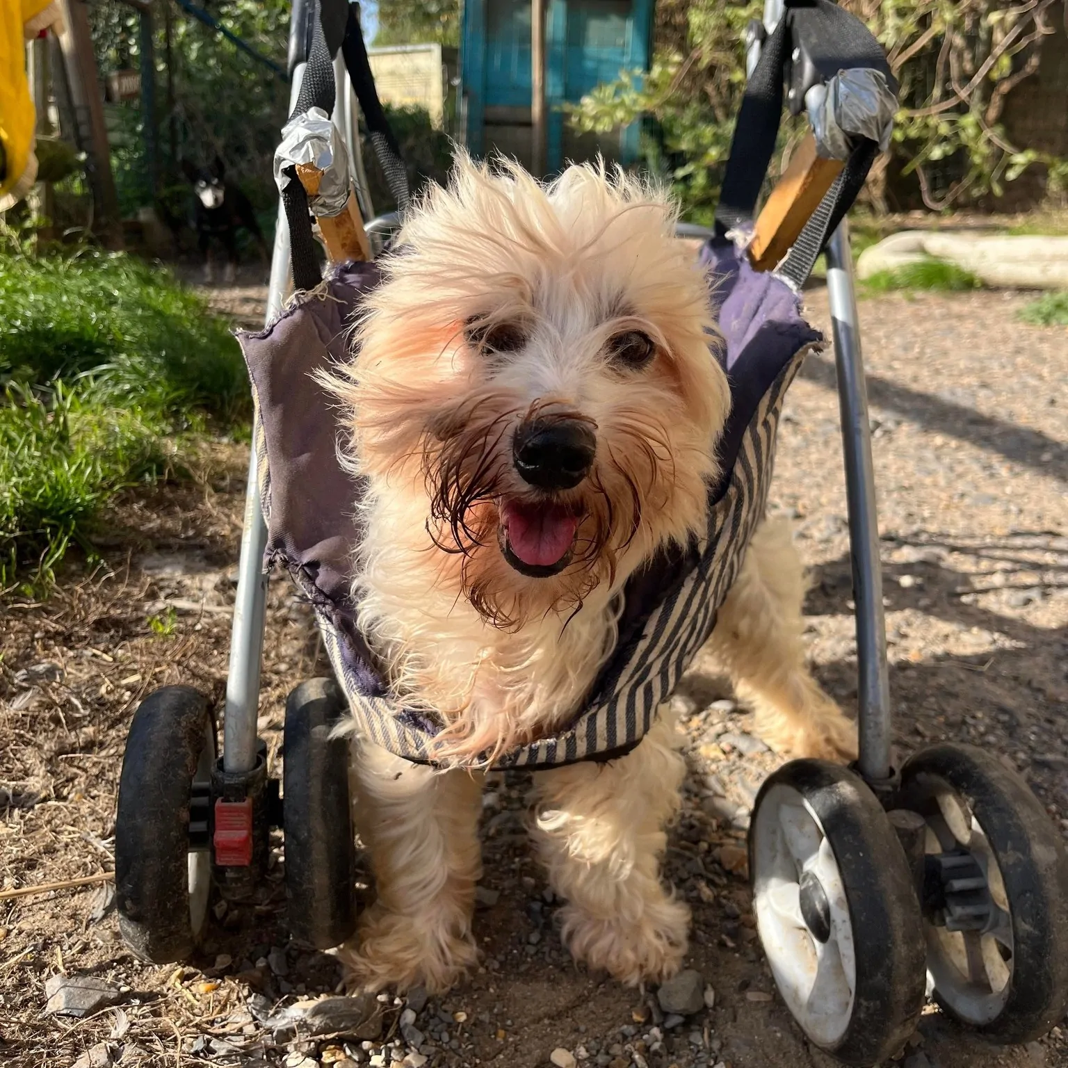 EDDY - bichon maltais 7 ans - AVA à Cuy Saint Fiacre (76) 312503219_452400193690373_2009313139297578553_n.jpg